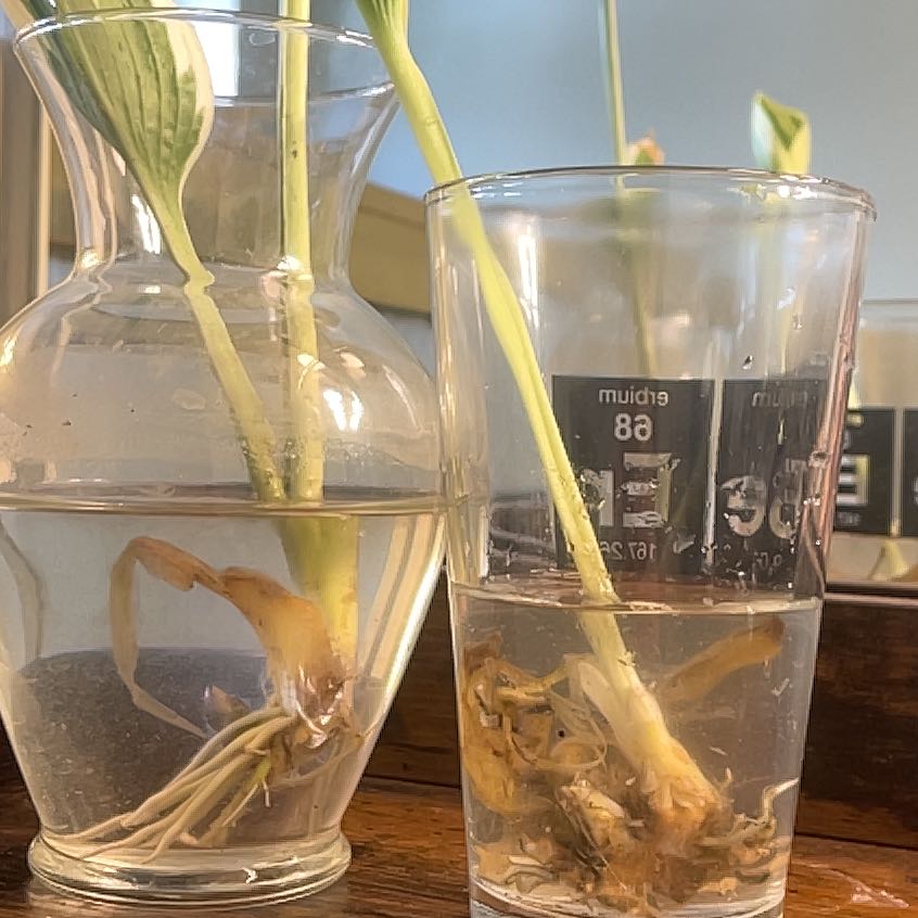 Two Hosta 'Patriot' plants in clear containers with water, focusing on roots and stems.