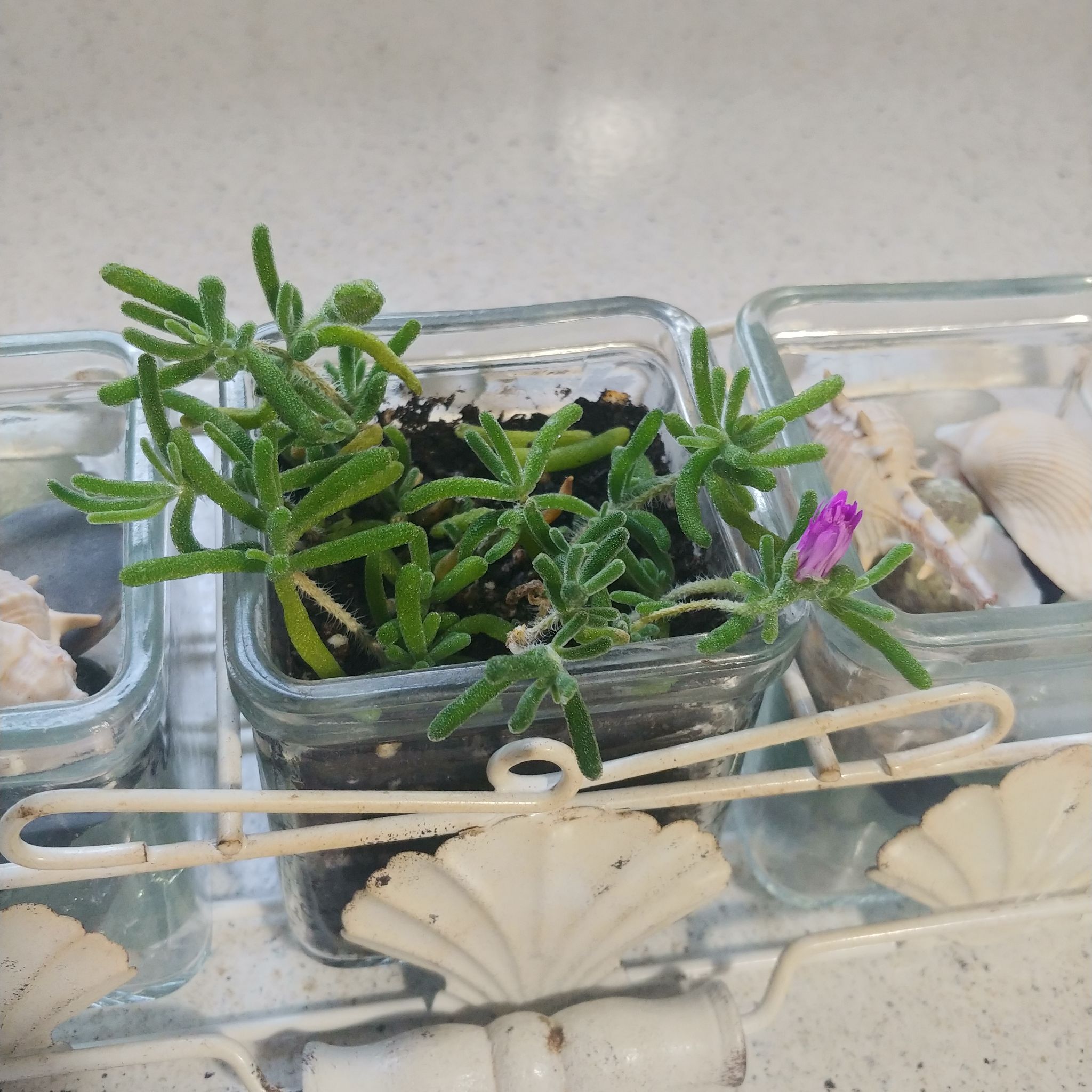 Photo of the plant species Trailing Ice Plant by @WickedLush named Phillipa on Greg, the plant care app