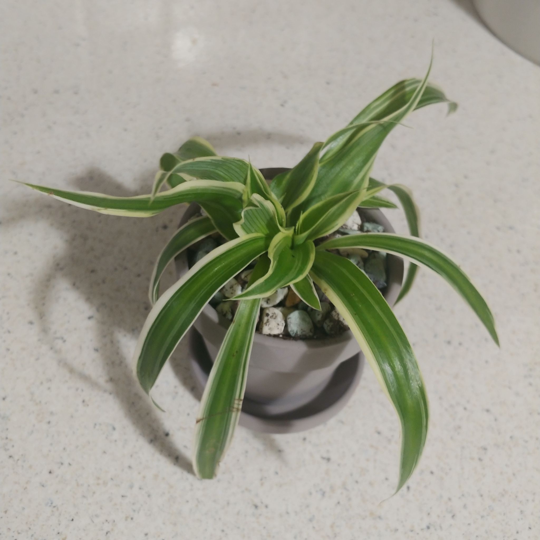 Photo of the plant species Spider Plant 'Variegatum’ by @WickedLush named Parker on Greg, the plant care app