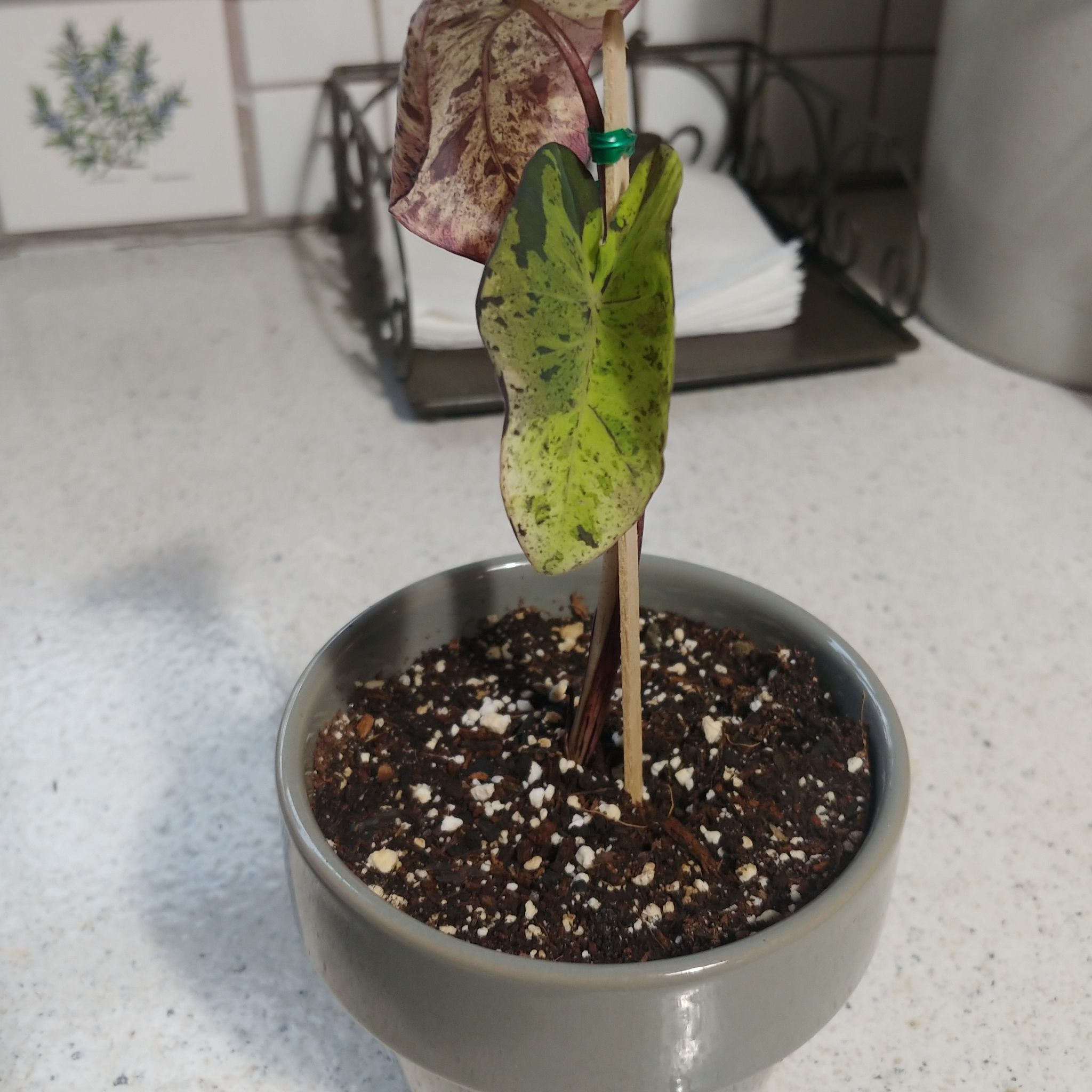 Potted Taro 'Mojito' plant with discolored leaves on a countertop.