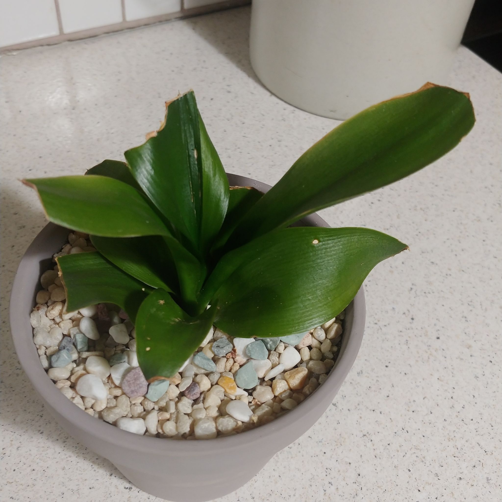 Sansevieria Black Dragon plant in a pot with decorative stones, minor browning at leaf tips.