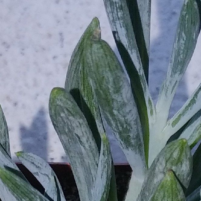 Photo of the plant species blue chalk stick or blue chalk fingers by @WickedLush named Trevor on Greg, the plant care app
