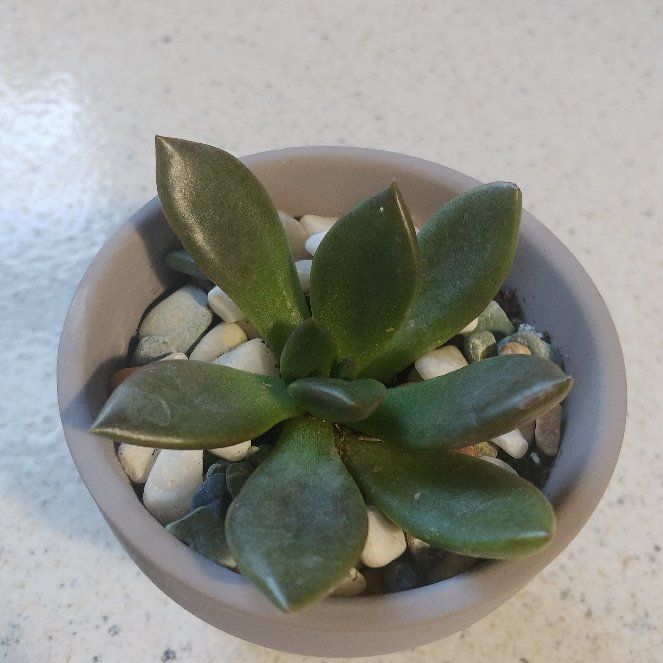 Photo of the plant species Bronze Beauty Echeveria by @WickedLush named Carl on Greg, the plant care app