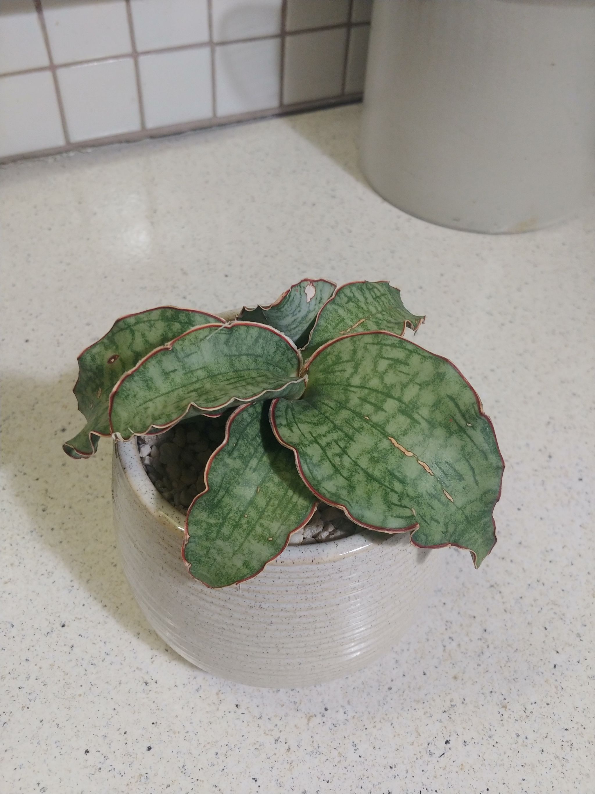 Photo of the plant species Silver Blue Sansevieria by @WickedLush named Delilah on Greg, the plant care app