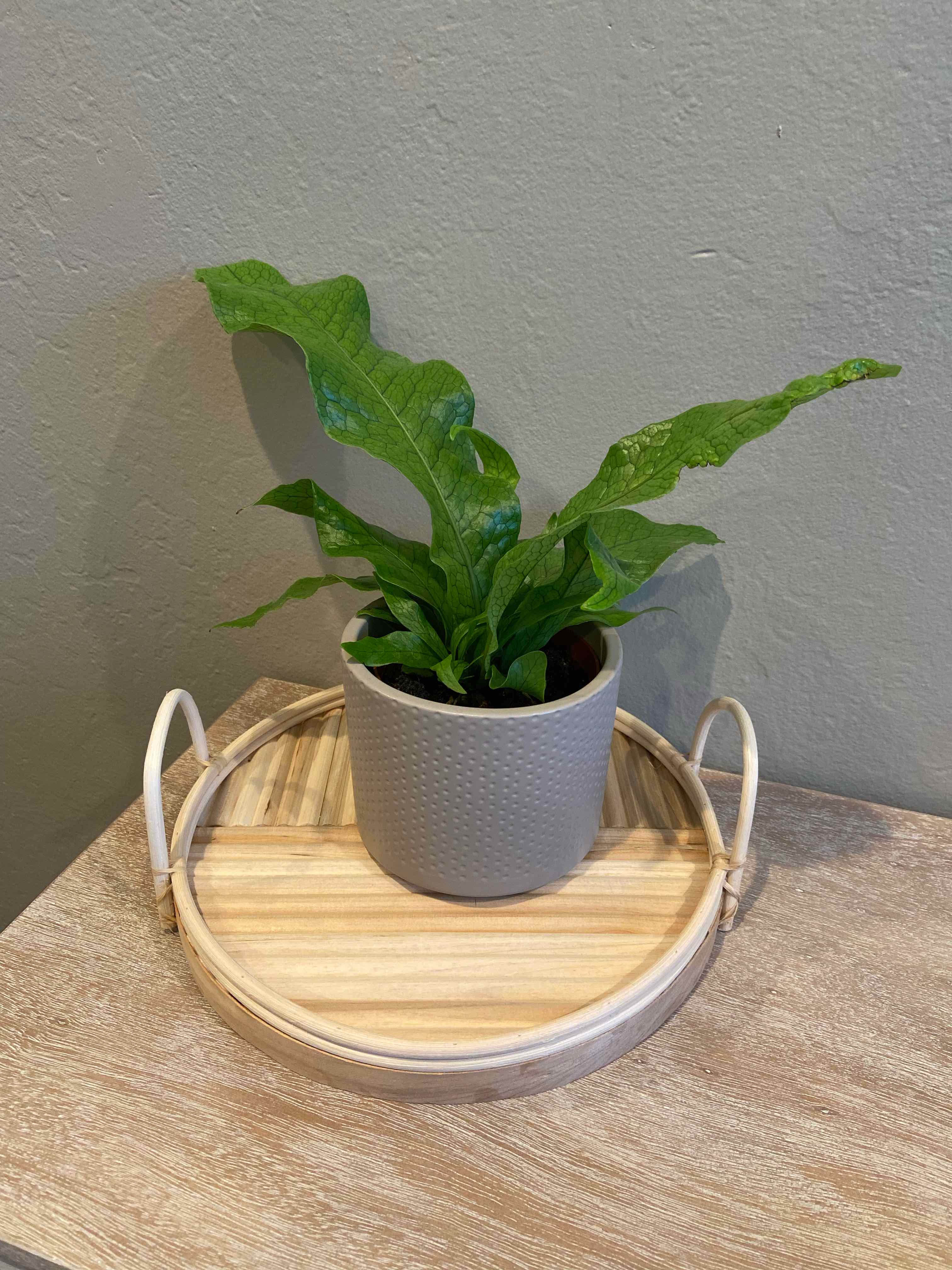 Crocodile Fern in a pot on a wooden tray, healthy with vibrant green leaves.