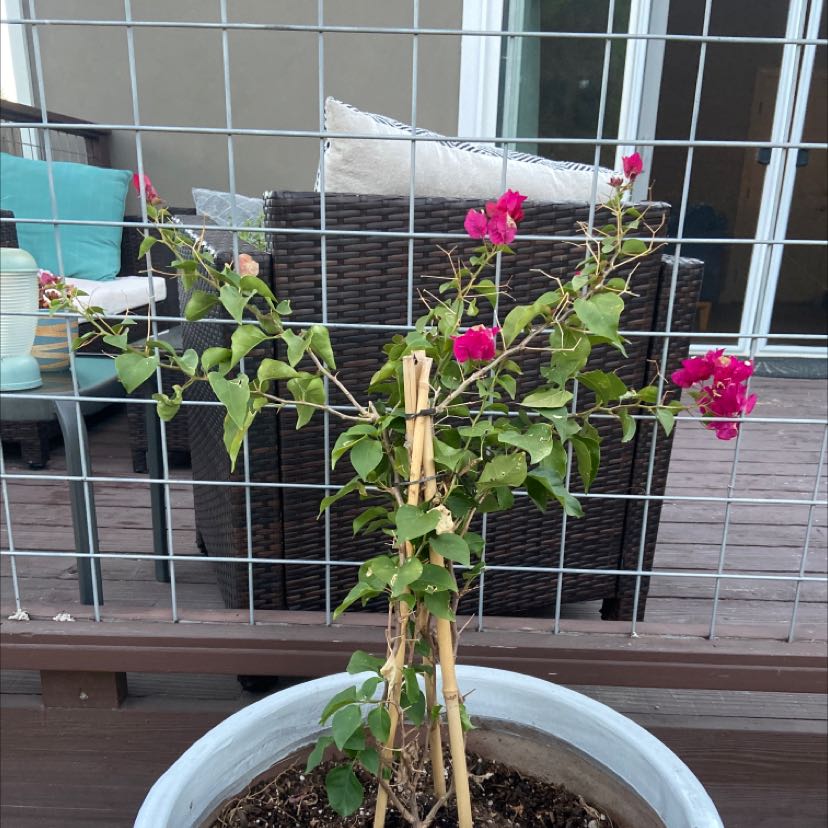 Potted Lesser Bougainvillea with pink flowers, outdoor setting.