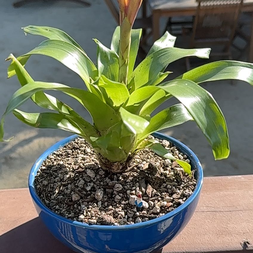 Flaming Sword Bromeliad in a blue pot with visible soil and healthy green leaves.
