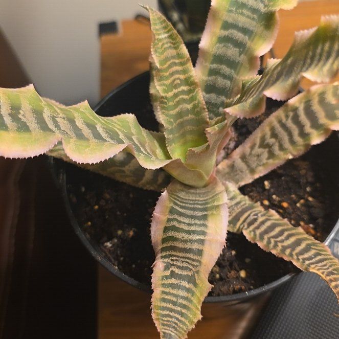 Photo of the plant species Variegated Silver Vase Plant by @SelflessRye named Harmony on Greg, the plant care app