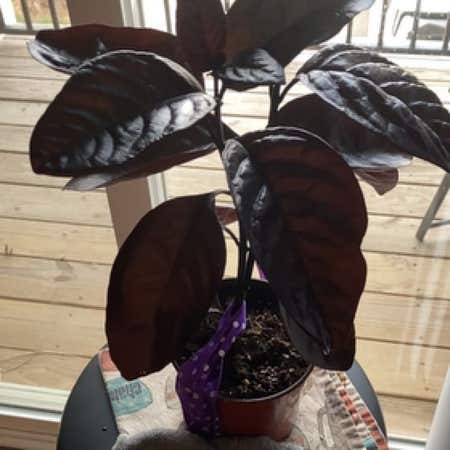 Photo of the plant species Black Varnish Eranthemum by @NimbleDracaena named Buddy3 on Greg, the plant care app