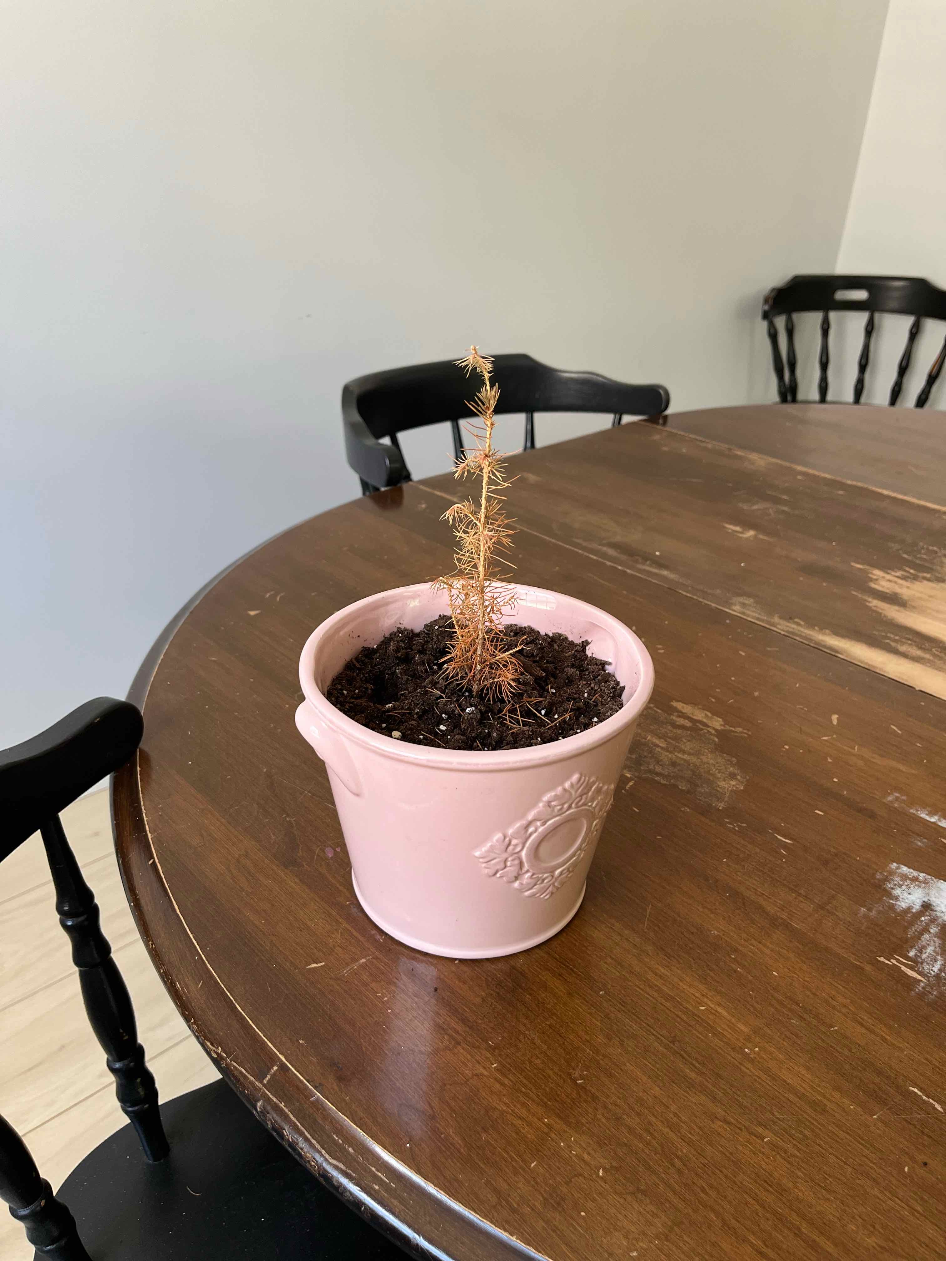 A small Blue Spruce plant in a pink pot on a wooden table, appearing dry and lacking foliage.