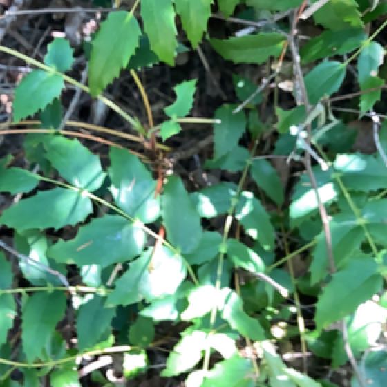Photo of the plant species Cascade Barberry by @CaredforRedash named Clooney on Greg, the plant care app