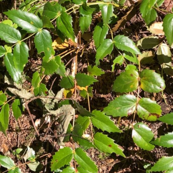 Photo of the plant species Cascade Barberry by @CaredforRedash named Darwin on Greg, the plant care app