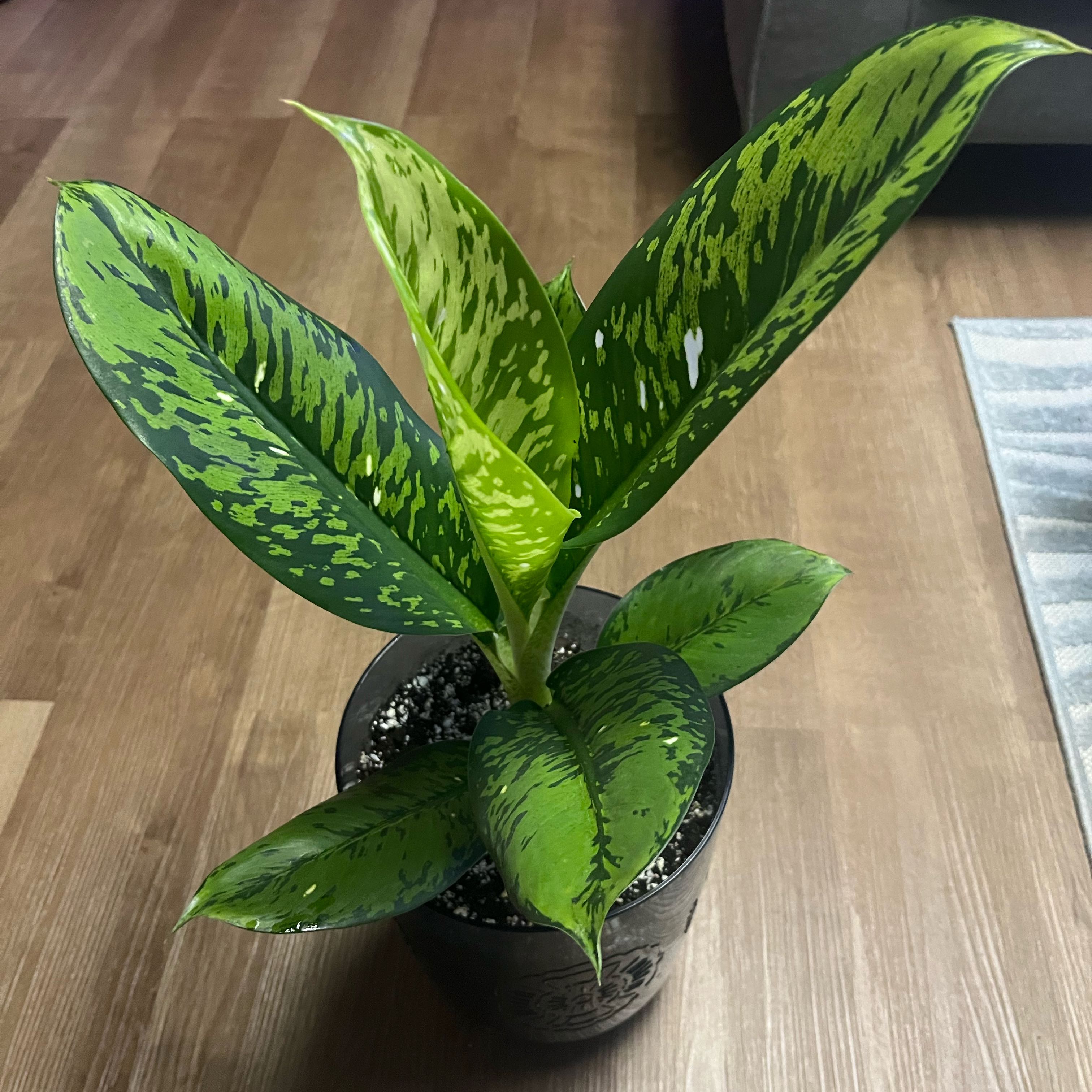 Photo of the plant species Diffenbachia Crocodile by @JessJessJess named Dieffenbachia Crocodile on Greg, the plant care app
