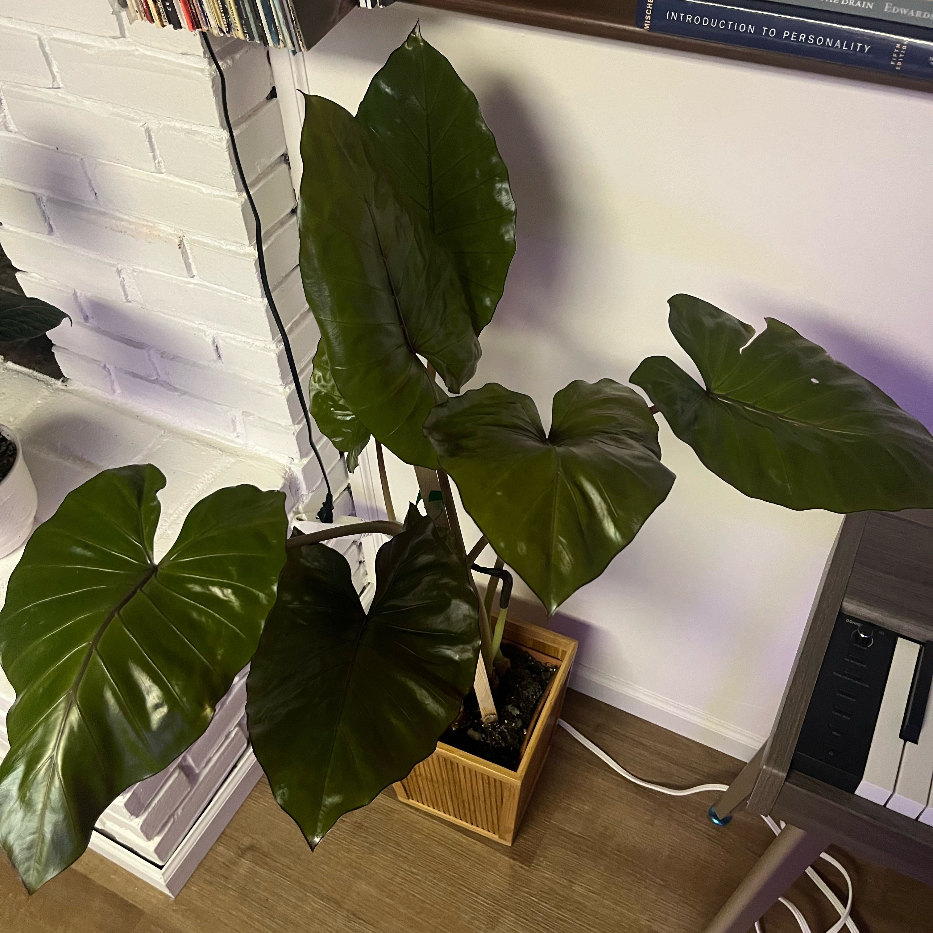 Photo of the plant species Alocasia Metalhead by @JessJessJess named Alocasia Metalhead on Greg, the plant care app