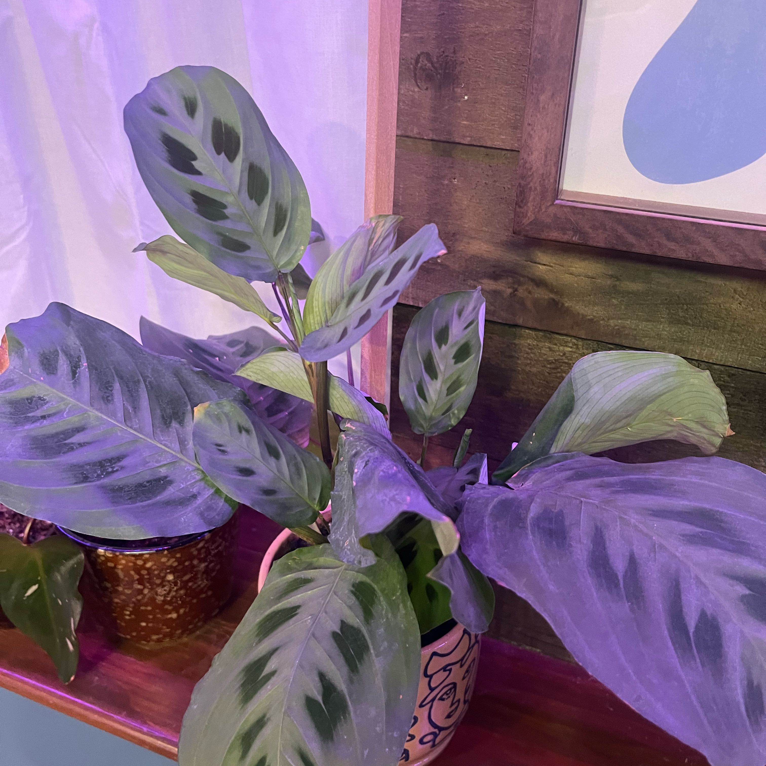 caring for an calathea warscewiczii
