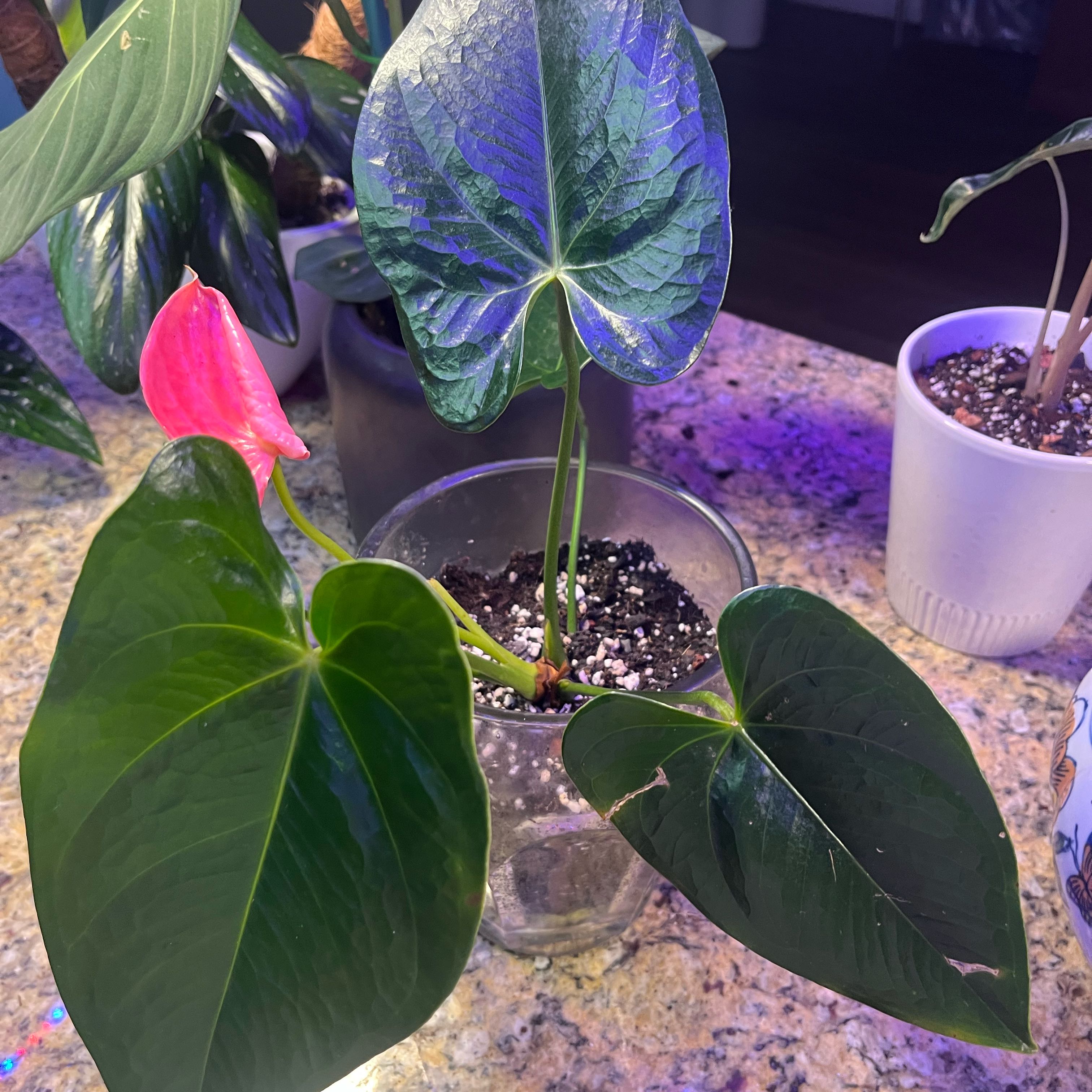 Photo of the plant species Anthurium 'Sweet Dream' by @JessJessJess named Anthurium Sweet Dream on Greg, the plant care app