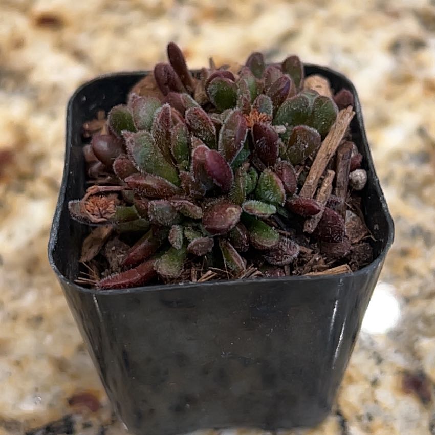 Small potted plant with reddish-green leaves, identified as Small Red Carpet.