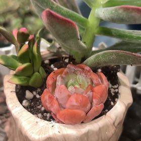 Photo of the plant species Laui by @ChicChinarose named Kendall on Greg, the plant care app