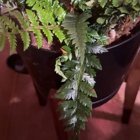 Photo of the plant species Leatherleaf Fern by @HumbleFraserfir named Drake on Greg, the plant care app