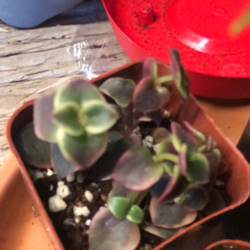 Photo of the plant species Calico Kitten by @ImmenseKanna named Harper on Greg, the plant care app