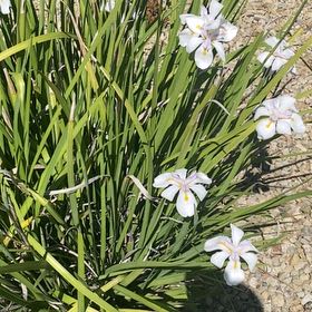 White African Iris uploaded to the Greg plant app by @GaietyGoldwire