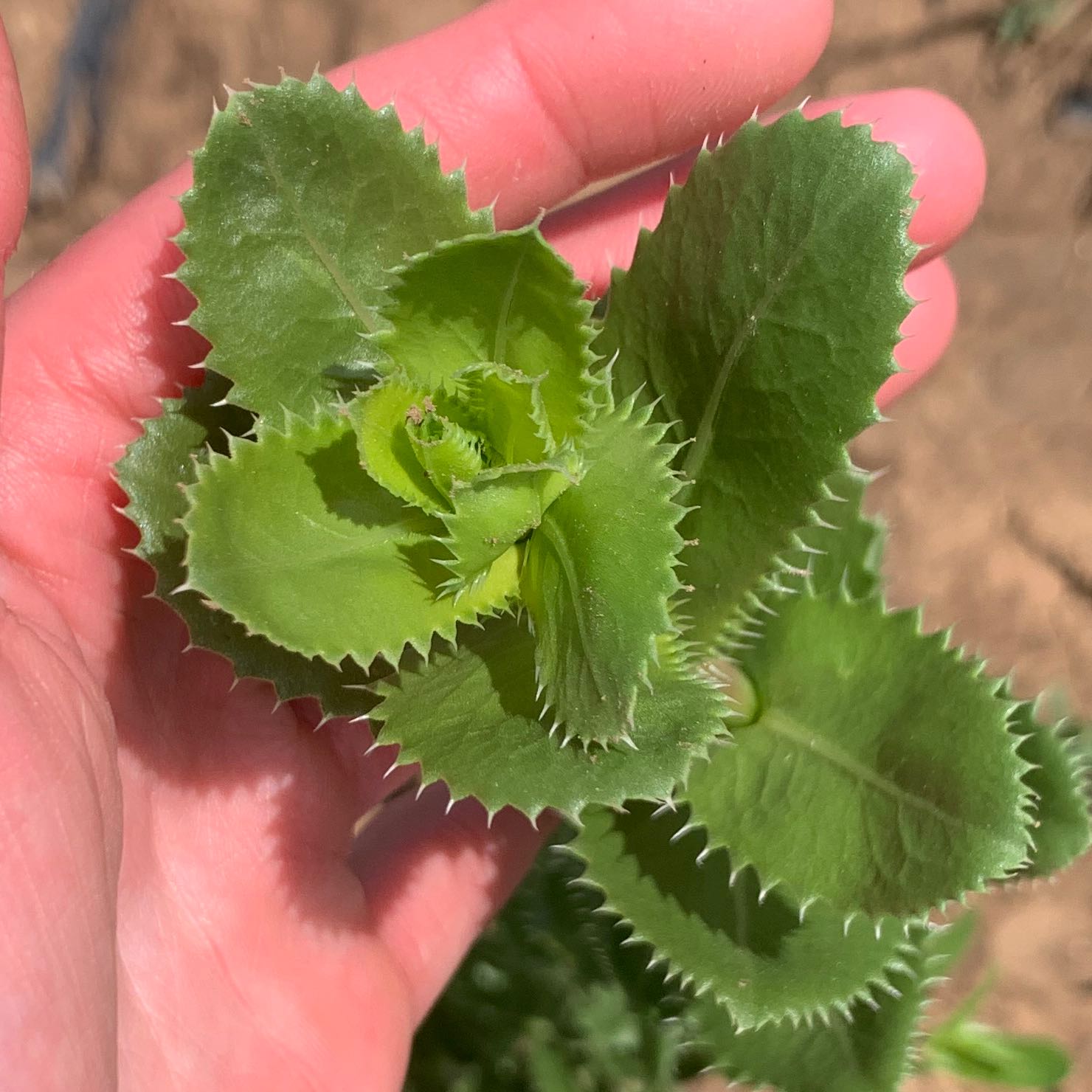 Close-up of a Spiny Sowthistle plant with spiny, serrated green leaves held by a hand.