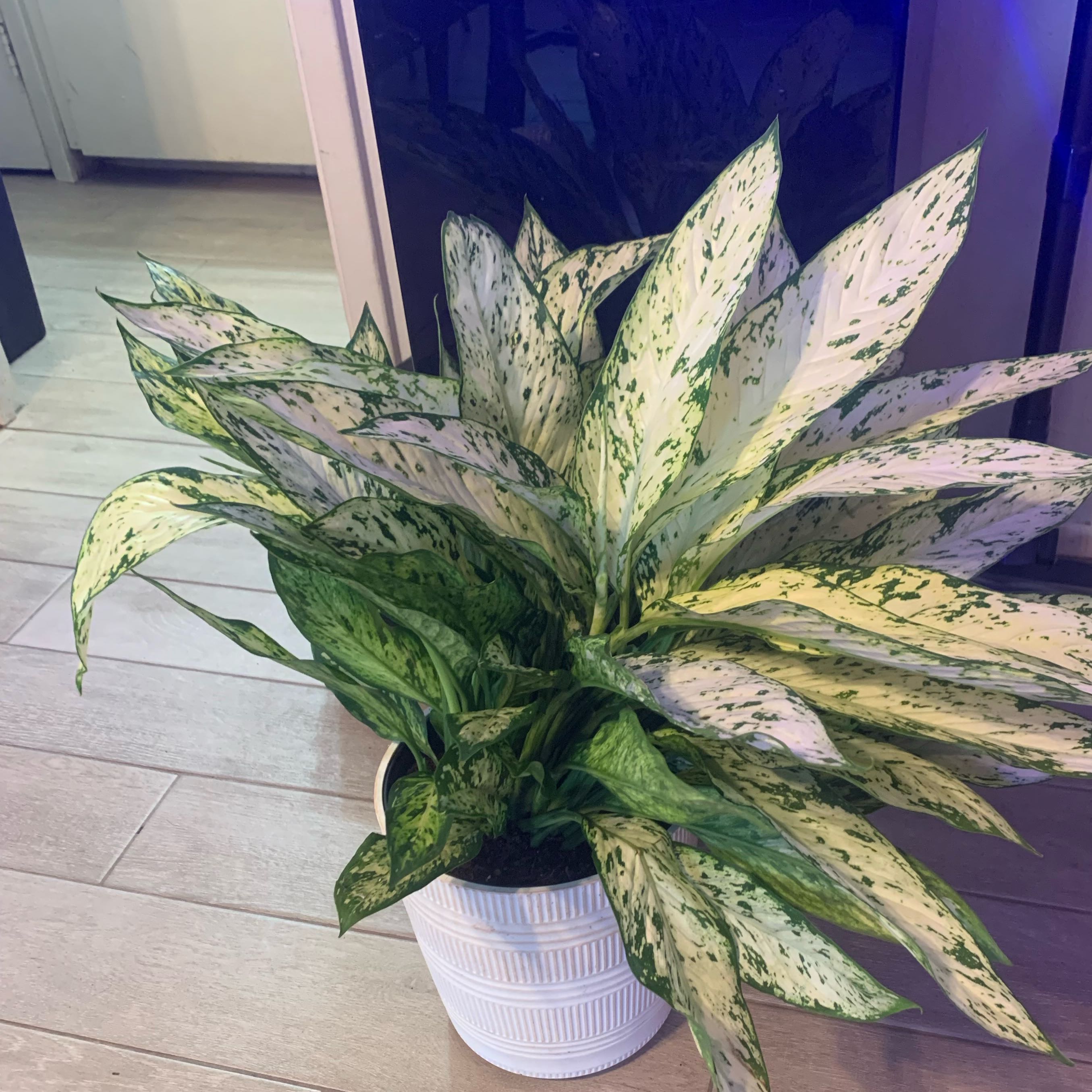 Photo of the plant species First Diamond Chinese Evergreen by @Mudbaby777 named Diamond on Greg, the plant care app