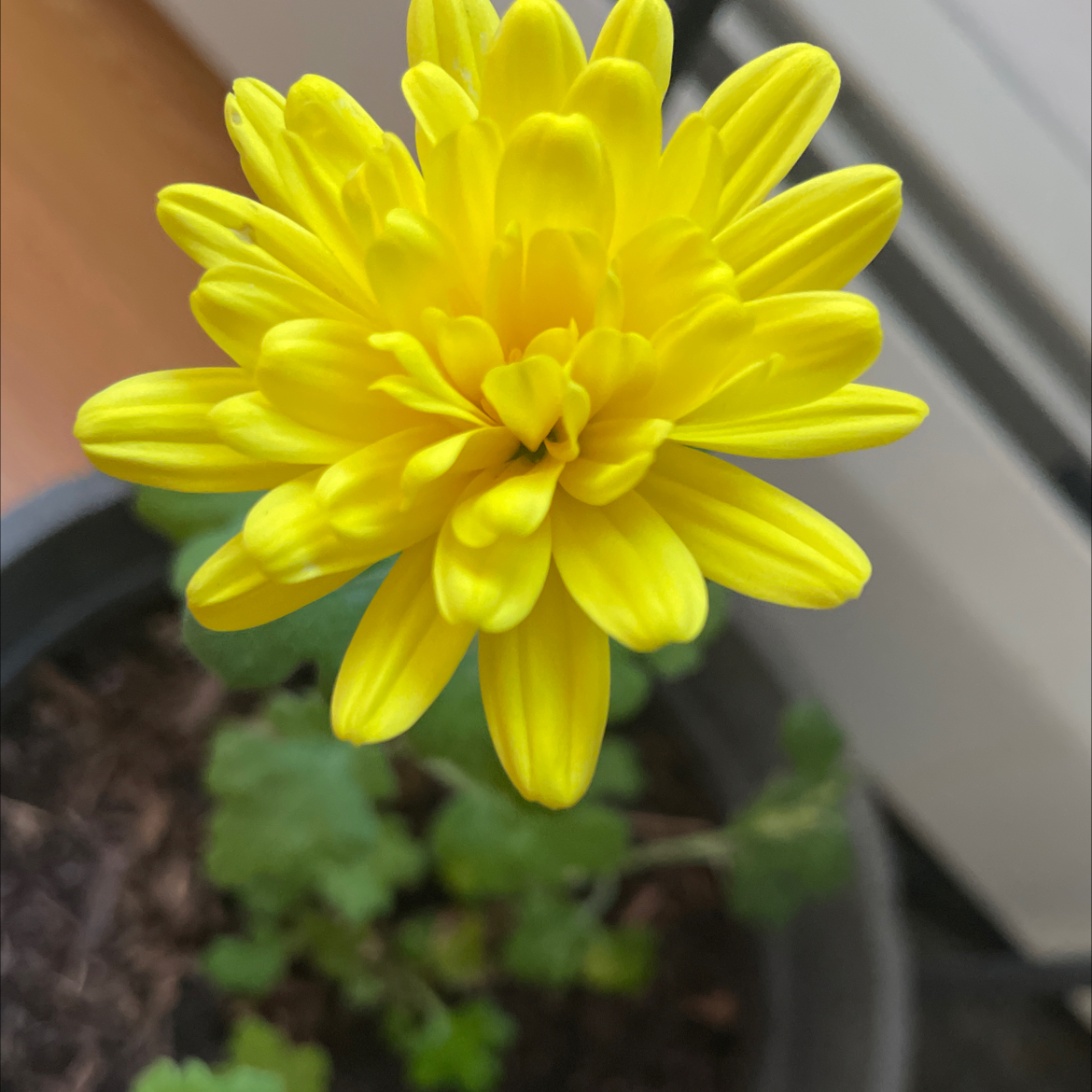 Photo of the plant species Chrysanthemum 'Yobeth' by @DynamicWeed named Tilly on Greg, the plant care app