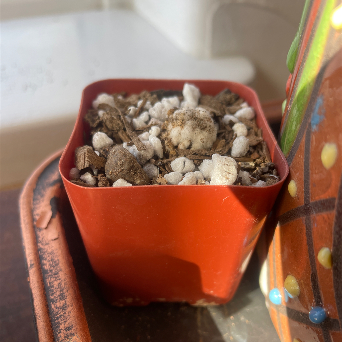 Photo of the plant species Arizona Snowcap by @DynamicWeed named Little Zoni Snow on Greg, the plant care app