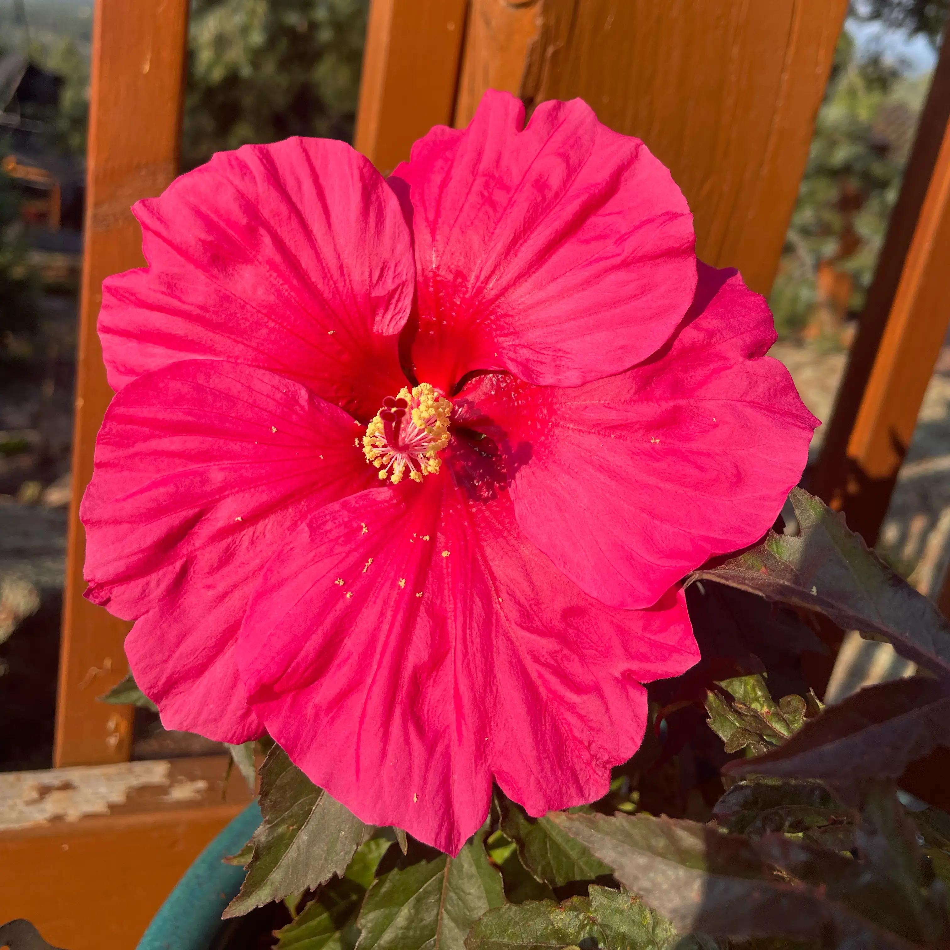 Photo of the plant species Hibiscus 'Watermelon Ruffles' by @DynamicWeed named Watermelon crawl on Greg, the plant care app