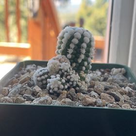 Photo of the plant species Arizona Snowcap Cactus by @DynamicWeed named Zoni Snow on Greg, the plant care app
