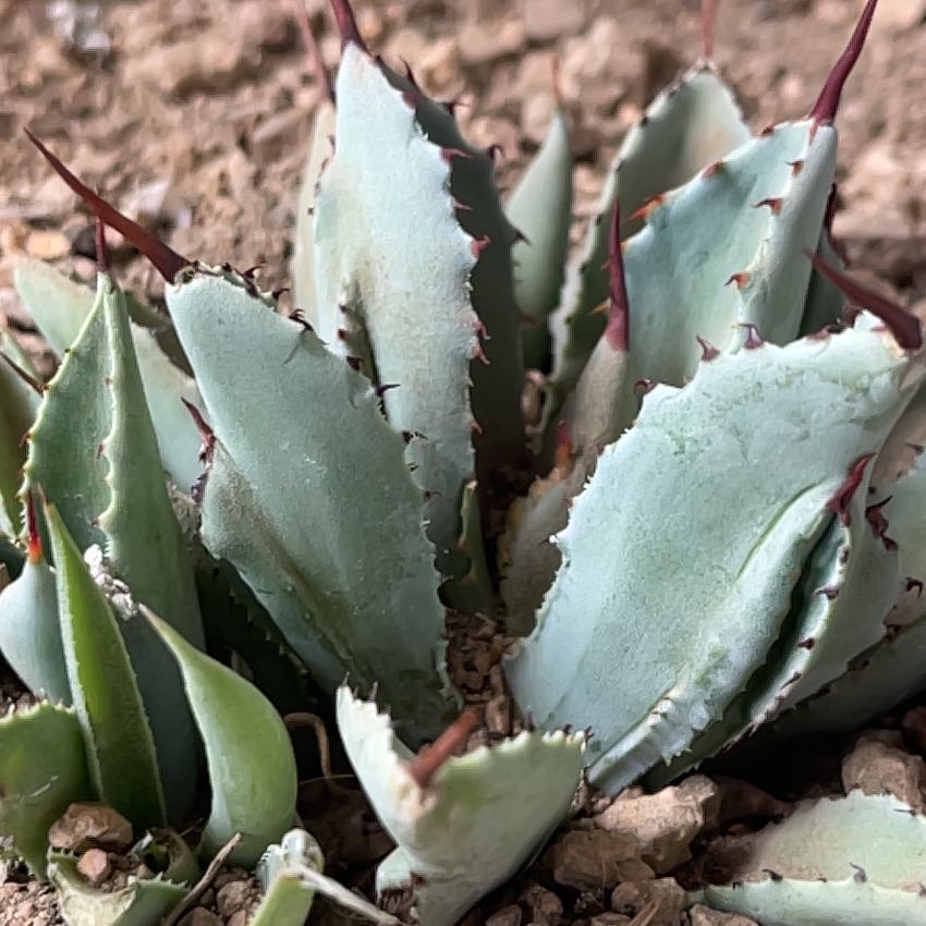Photo of the plant species Parry's Agave by @DynamicWeed named Tequila! 🥃 on Greg, the plant care app