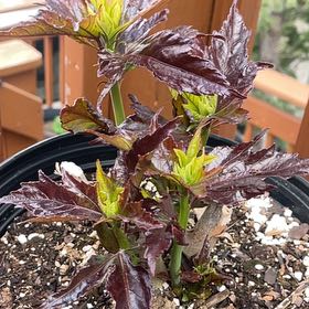 Photo of the plant species Hibiscus 'Watermelon Ruffles' by @DynamicWeed named Watermelon crawl on Greg, the plant care app