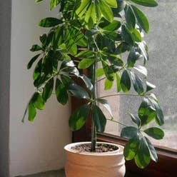 Umbrella Tree plant