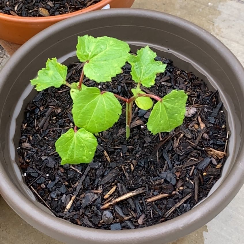Young okra plant in a pot with visible soil, healthy green leaves.