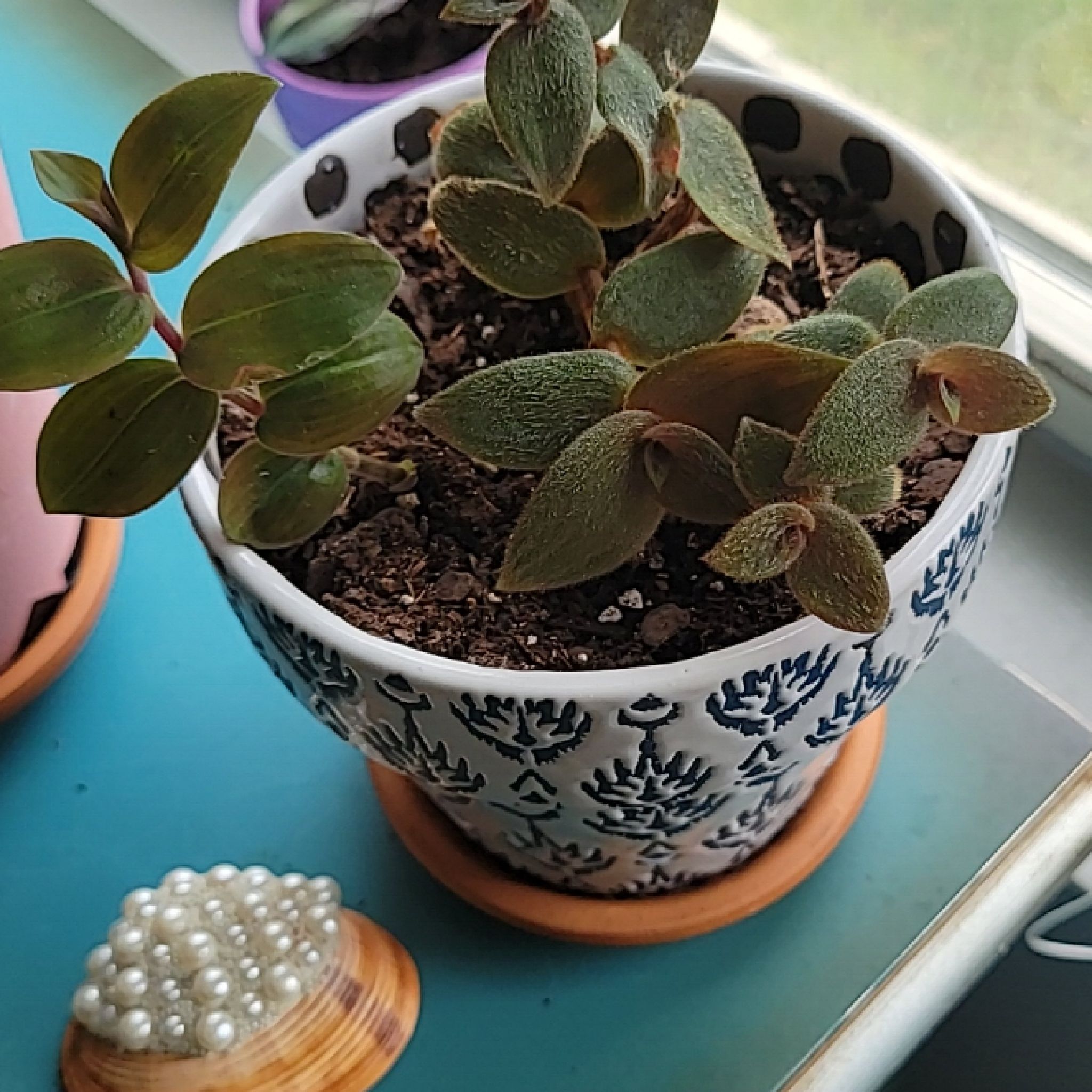 Potted Teddy Bear Vine with fuzzy leaves in a decorative pot on a windowsill.