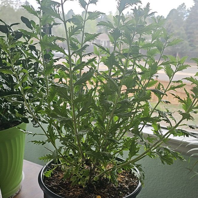 Photo of the plant species Russian Sage by @LordlySplitrock named Ulysses S Plant on Greg, the plant care app