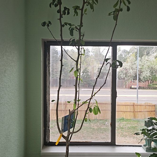 Photo of the plant species Common Pear by @LordlySplitrock named Harper on Greg, the plant care app