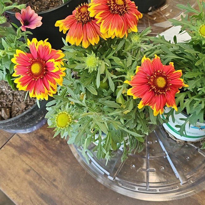 Photo of the plant species Indian Blanket by @LordlySplitrock named ChloroPhil on Greg, the plant care app
