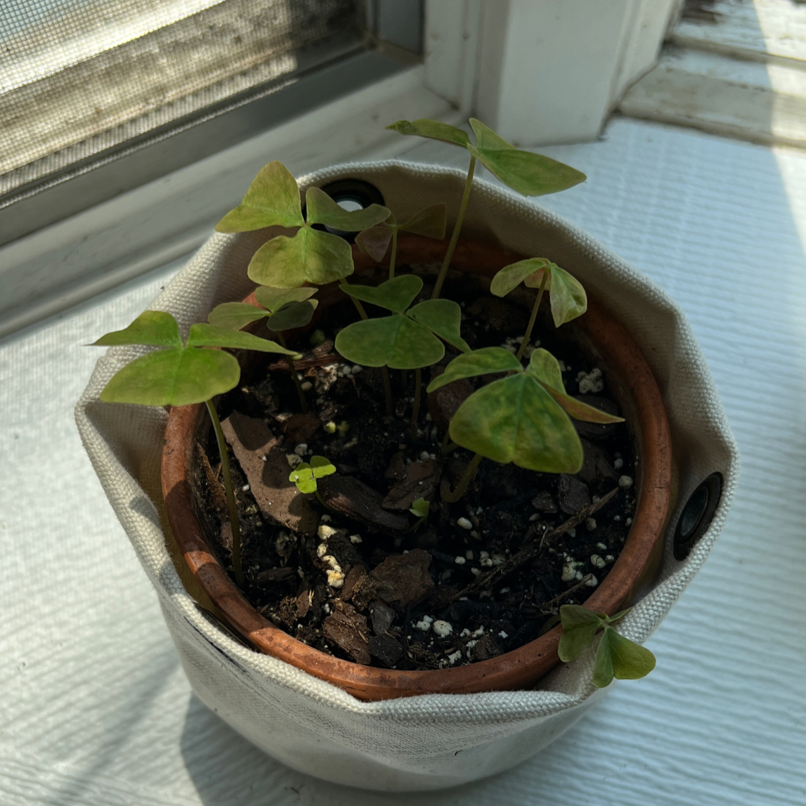 Potted Shamrock plant near a window with small green leaves and visible soil.