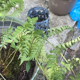 Photo of the plant species Marginal Woodfern by @LightFlaxsilk named Duke on Greg, the plant care app
