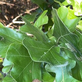 Photo of the plant species Water Oak by @LightFlaxsilk named Athena on Greg, the plant care app