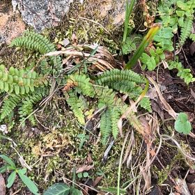 Photo of the plant species Ebony Spleenwort by @LightFlaxsilk named Willow on Greg, the plant care app