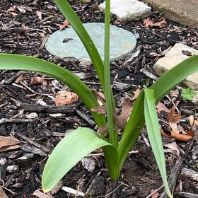 Photo of the plant species Elephant Garlic by @LightFlaxsilk named Walt on Greg, the plant care app