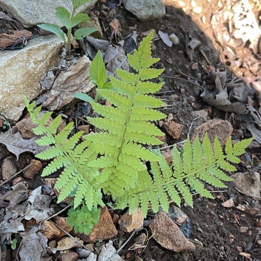 Photo of the plant species Marginal Woodfern by @LightFlaxsilk named Sol on Greg, the plant care app