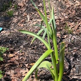 Photo of the plant species Elephant Garlic by @LightFlaxsilk named Darwin on Greg, the plant care app