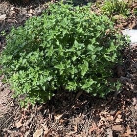 Photo of the plant species New Zealand Spinach by @LightFlaxsilk named Beyonce on Greg, the plant care app
