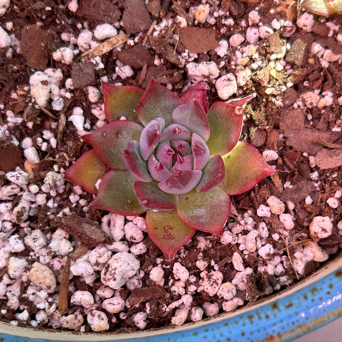 Echeveria colorata plant in a pot with visible soil and perlite.