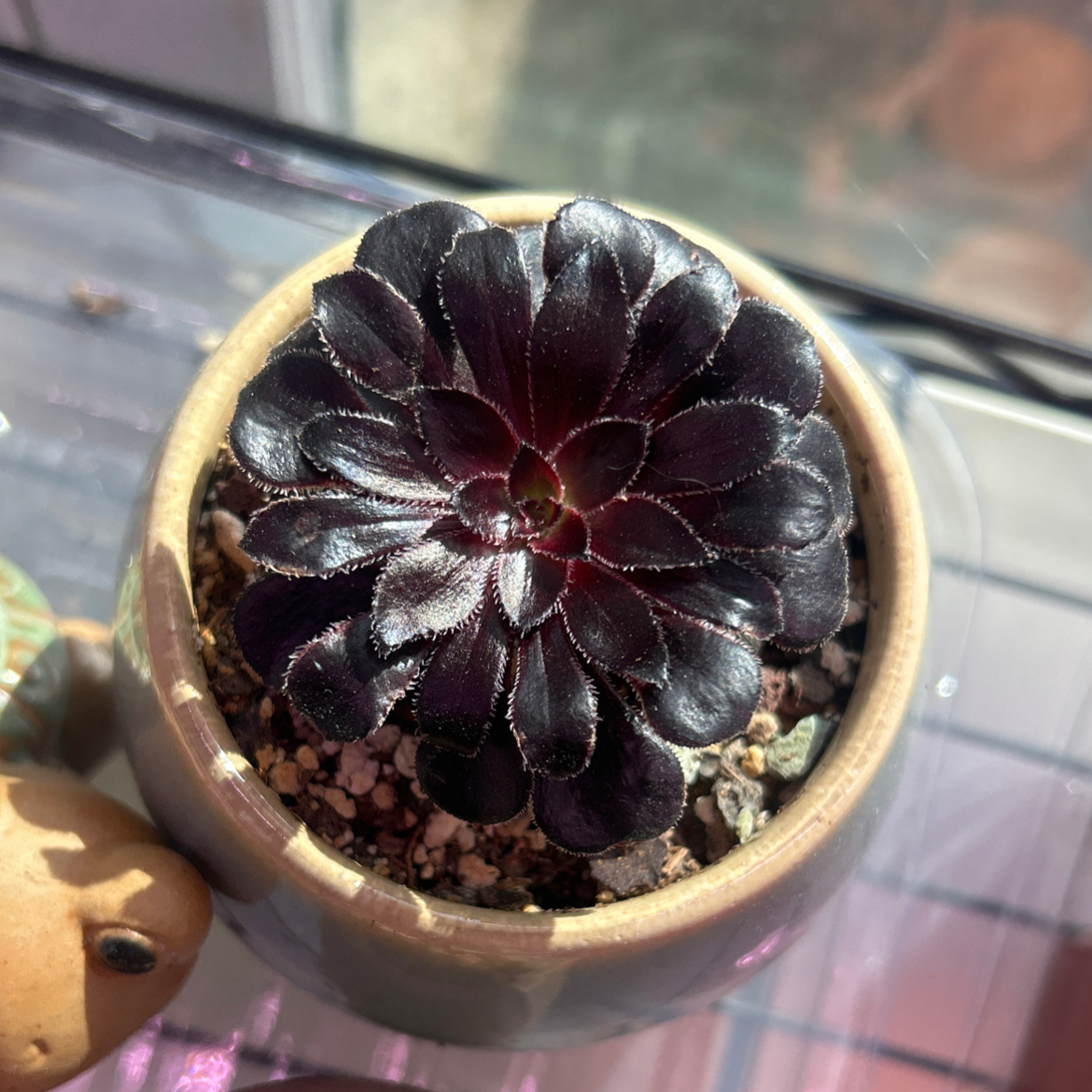 Aeonium arboreum 'Zwartkop' plant in a pot with dark, glossy leaves.