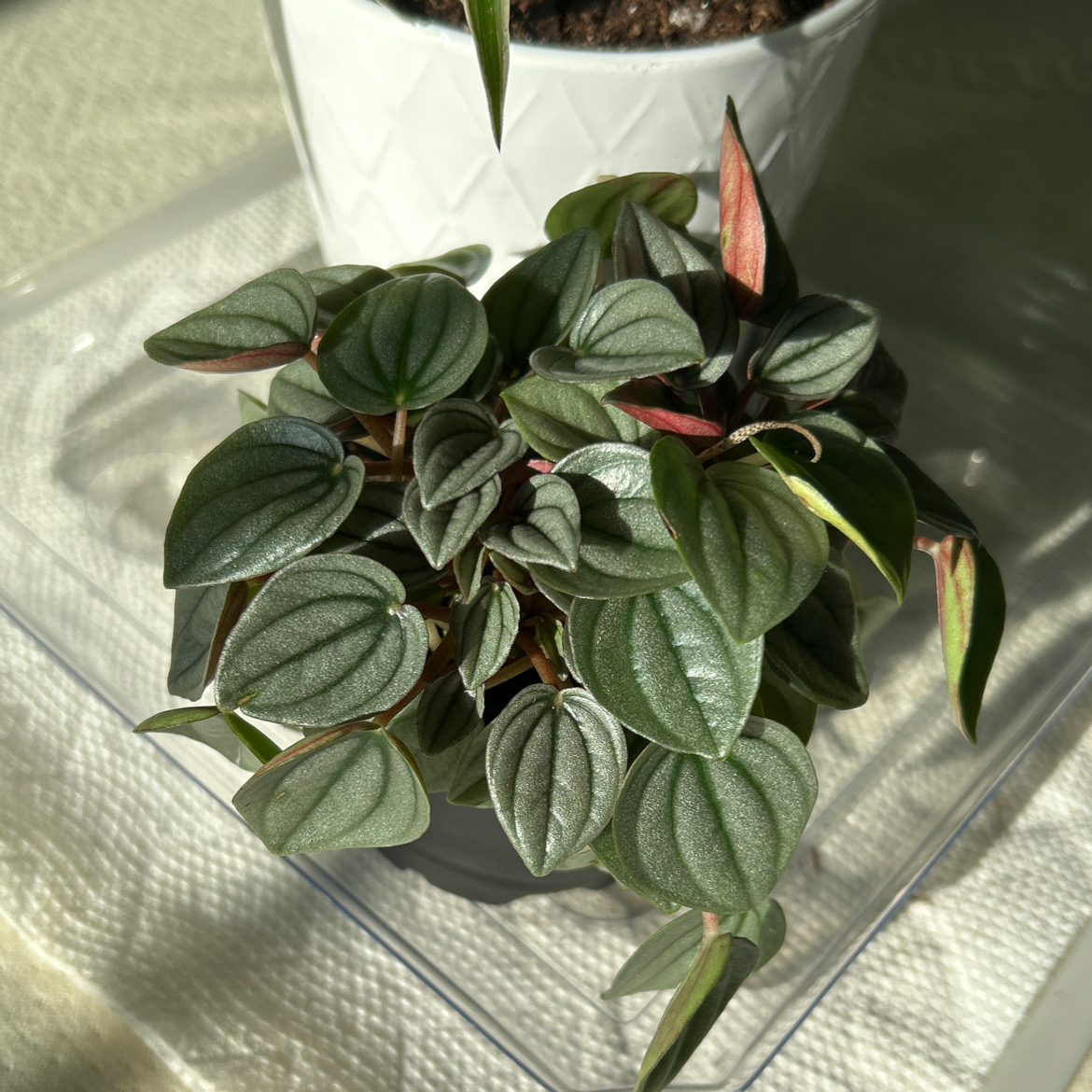 Peperomia 'Napoli Nights' plant in a white pot with healthy green and red leaves.